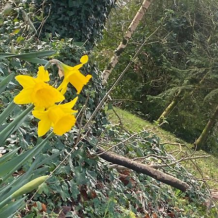 Ballyhoura Mountain Lodges Ballyorgan Zewnętrze zdjęcie